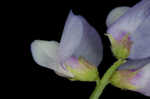 Louisiana vetch